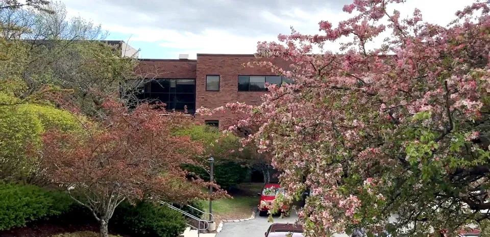 A pink flowering tree is in front of a red brick building.
