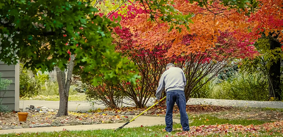 man trying to burn extra calories by raking his yard with a lovely red tree in the background