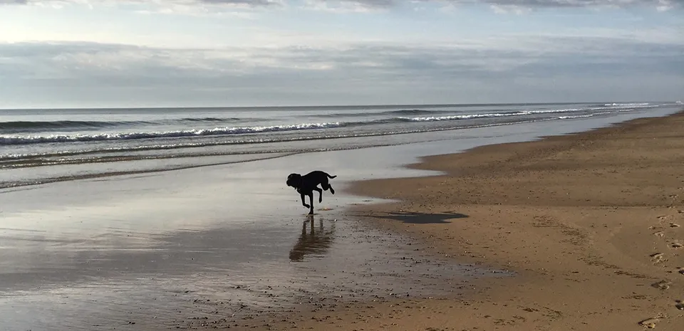 chocolate lab dog running down the beach