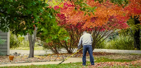 man trying to burn extra calories by raking his yard with a lovely red tree in the background